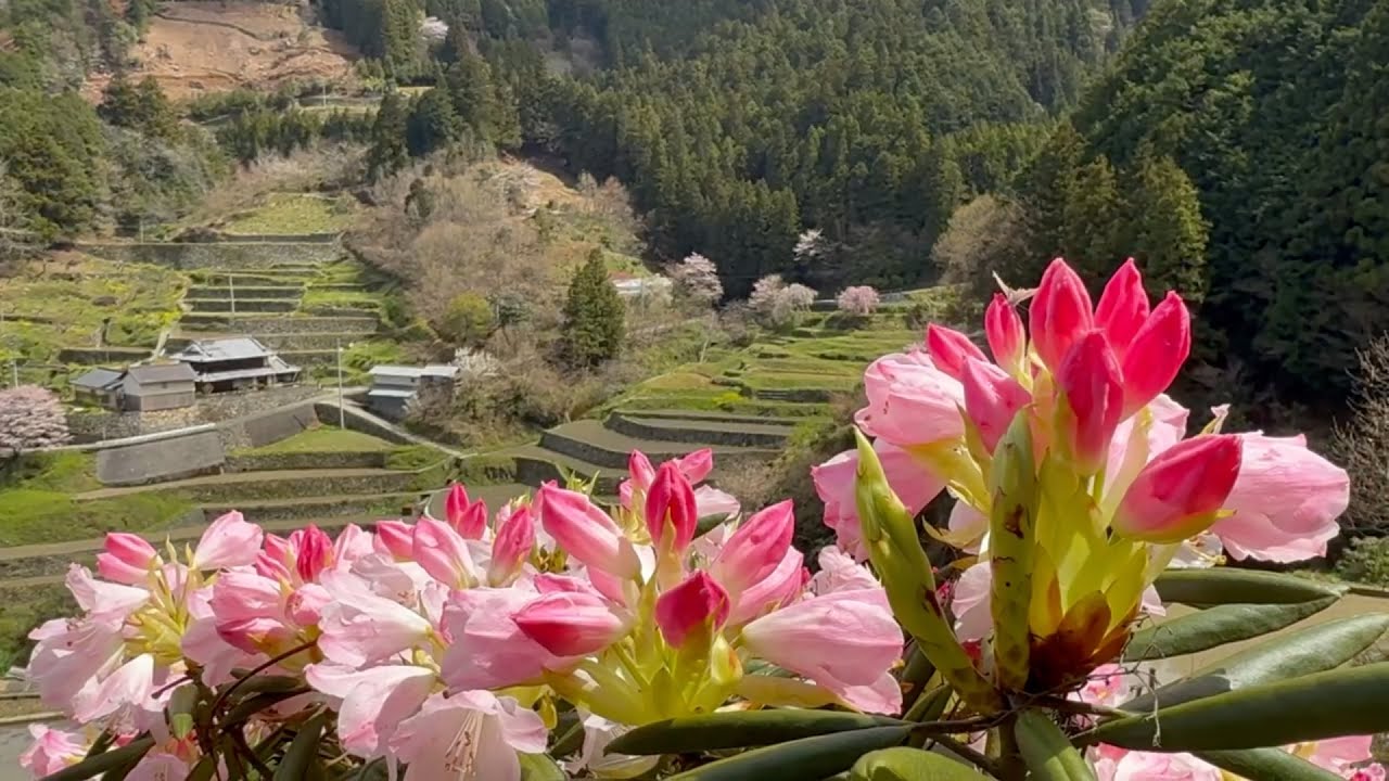 2026/04/05　超超超撮り頃です！　泉谷棚田のしだれ桜と石楠花　〜愛媛県内子町〜