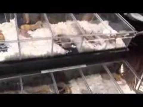 YouTube Video 1ezkdPERKp4