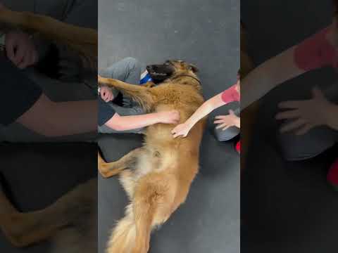 Reno playing with kids top tier protection and loving family pet tje best of both worlds