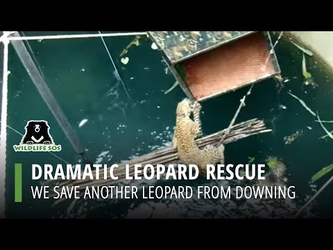 Village Bands Together To Rescue A Leopard Stuck In A 60-Foot Well