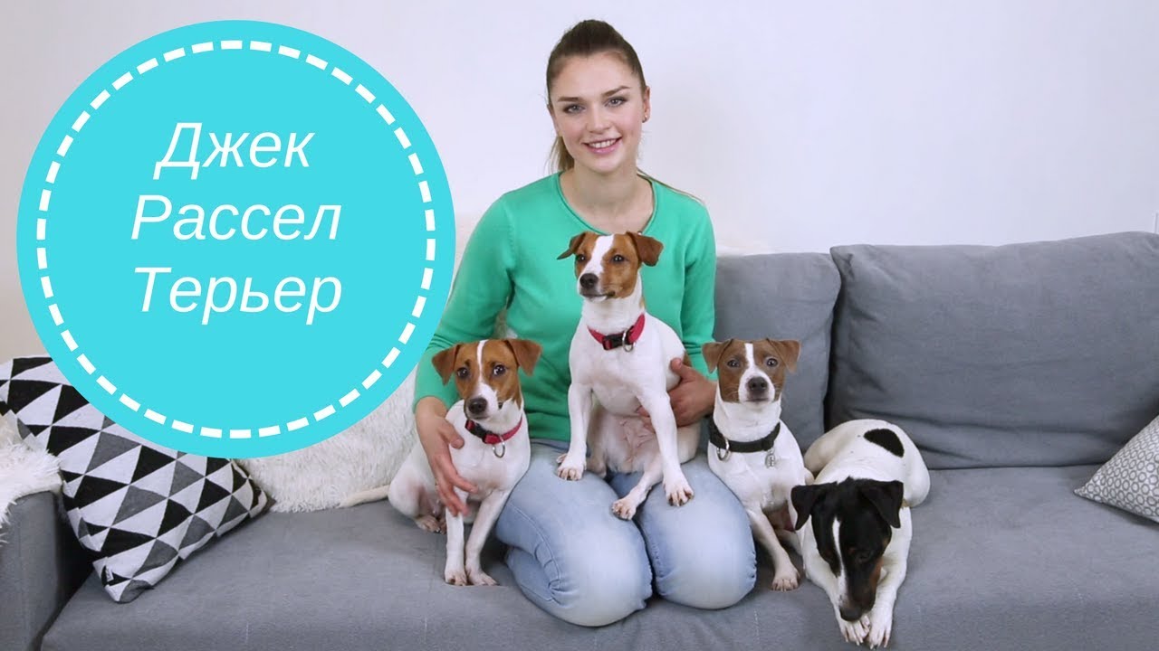 YouTube video preview