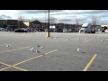 Seagulls In The Walmart Parking Lot