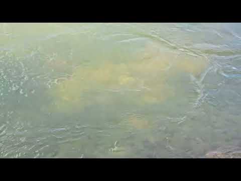 A BELEZURA DAS AGUAS DO RIO TOCATINS NA REGIAO DE ALMAS-TO