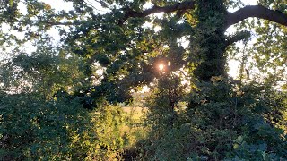 the seed by aurora cover