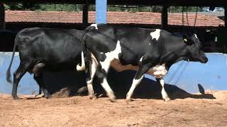 Vídeo 200 - 1ª ETAPA MEGA LIQUIDAÇÃO TOTAL AGROPECUÁRIA MARAJOARA - DIA 4 | GADO GIROLANDO E HOLANDÊS