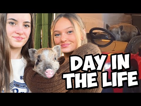 Day In The Life Of Ellie The Mini Pig (& Her Daily Routine)
