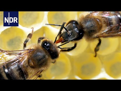 , title : 'Rettung für unsere Bienen? Ein Forscher macht Hoffnung für die Zukunft | 45 Min | NDR'