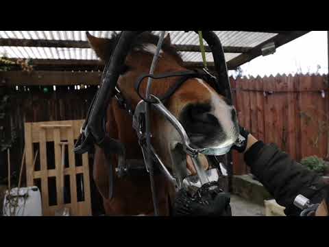 Der Pferde Zahnarzt war da