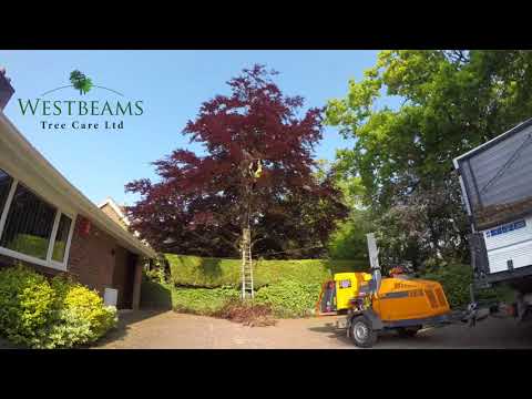 Westbeams Tree Care Ltd video.