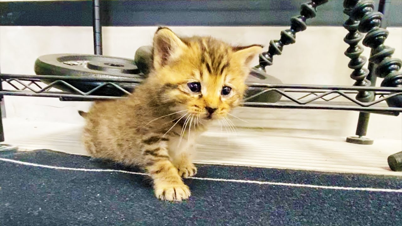 保護した子猫が大冒険をしていたら・・・