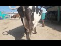 Vs Cow Farm