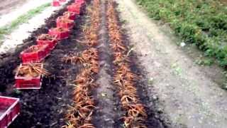 preview picture of video 'How to harvest Peony Rhizomes / Tubers / Plants or Roots... - Check www.peonyshop.com'