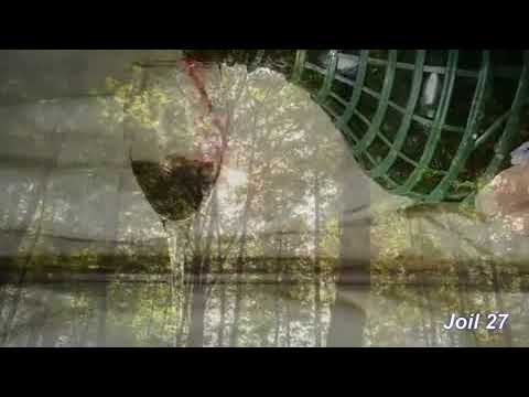 Éliás Tibor  - Jegenyefák nem nőnek az égig