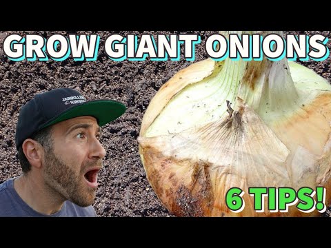 , title : '6 GENIUS Tips To Grow The BIGGEST Onions EVER!'