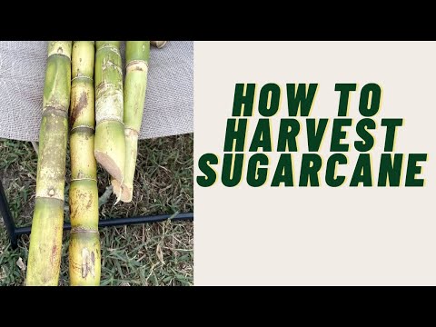 HOW TO HARVEST SUGARCANE