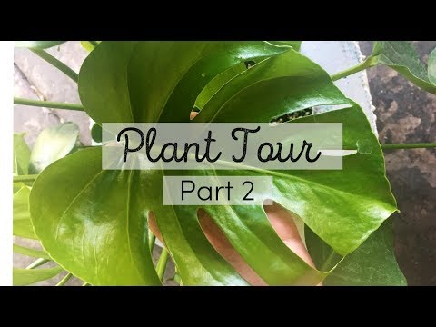 Houseplant Tour | Part 2