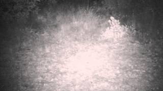 preview picture of video 'Cucciolo di sciacallo dorato all'interno del Parco Rurale Alture di Polazzo.'