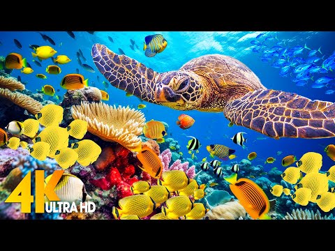 [NEW] 11H Stunning 4K Underwater Wonders - Relaxing Music | Coral Reefs, Fish & Colorful Sea Life