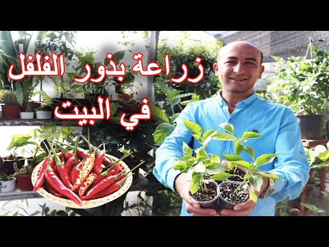 , title : 'طريقة بسيطة لزراعة بذور الفلفل بالبيت, زراعة الفلفل, Planting Pepper Seeds'