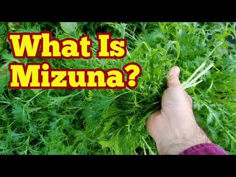 , title : 'What Is Mizuna: Description & Harvest/ No Dig Organic Allotment Kitchen Garden'