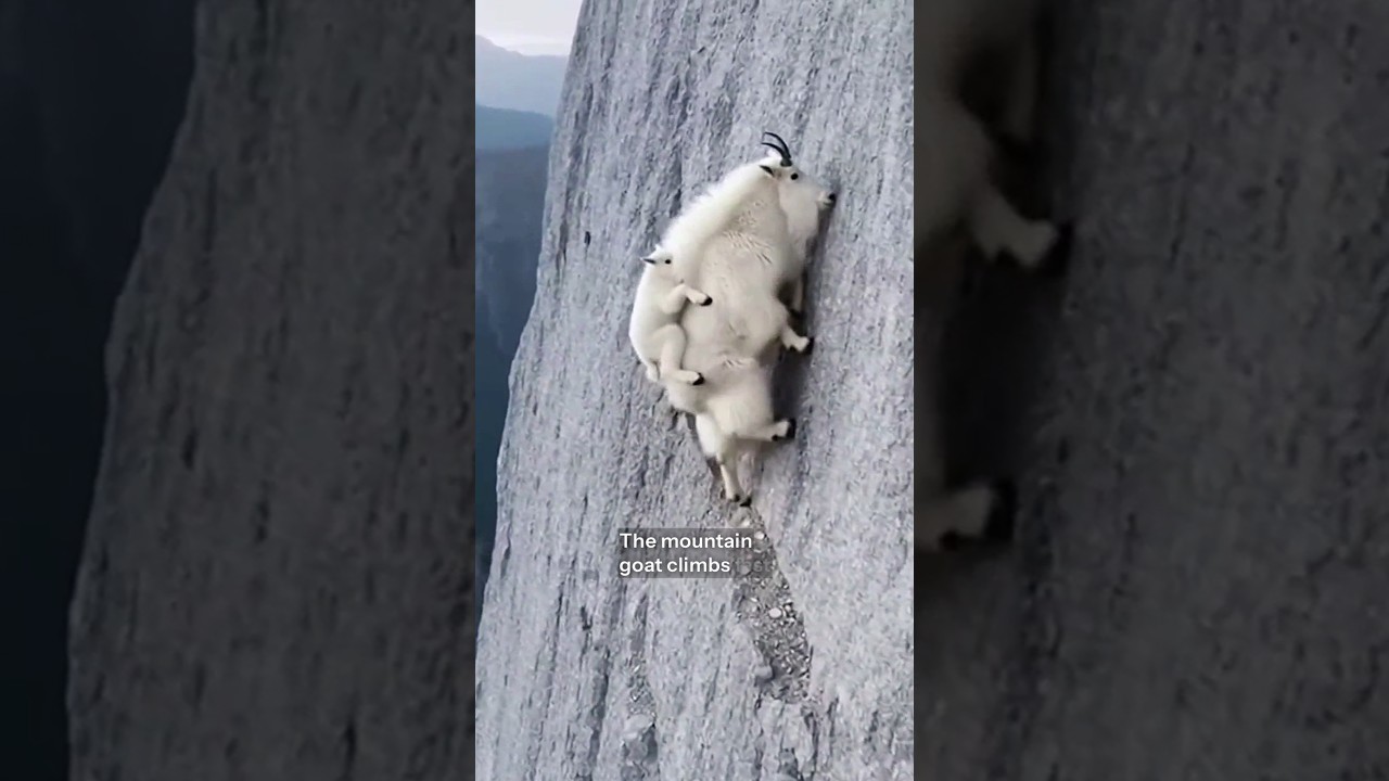 Climbing Against Gravity… A Mother Mountain Goat Protects Her Young 🐐⛰️” #animals #wildlife #goats