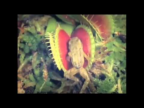 True Blood Opening Credits Remix