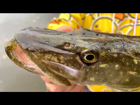 Canal PIKE with GKJ FISHING!
