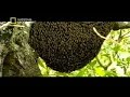 Tigers Animal Documentary Animal Documentary
