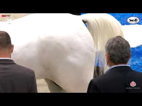 N 187 EDWAN AL ZOBAIR   Dubai International Arabian Horse Championship 2021   Stallions 4 6 Years Ol