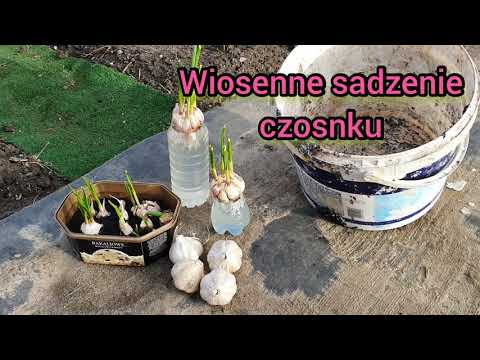 , title : 'Wiosenne sadzenie czosnku'