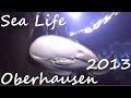 Diving - Sea Life Oberhausen 2013 - Shark Edition - Tauchen mit Haien - Europa, Sea Life, Oberhausen, Deutschland, Nordrhein-Westfalen