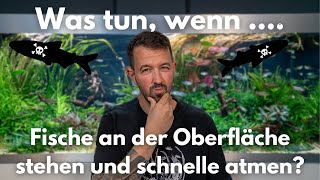 Was tun, wenn Fische an der Oberfläche stehen und schnelle atmen?
