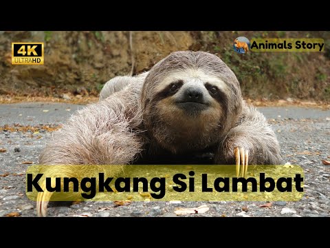 Kungkang Si Lambat, Fakta menarik hewan kungkang yang  metabolismenya sangat rendah