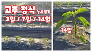 고추 심은지 2주 1주일 3일 작황 비교 및 해야 할 일 괴산청결고추 괴산고추 고추재배일기 [고추재배방법]