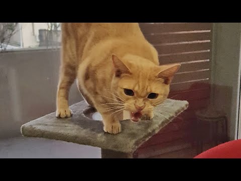Neighbour's cat invades my house