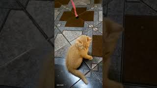 American Shorthair Cats Videos
