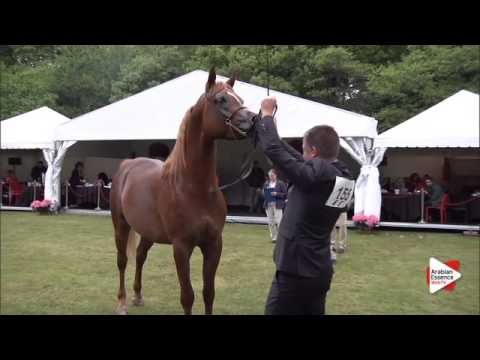 N.155 MACASSAR KA - Bruges 2015 International - Colts 3 years old (Class 106)