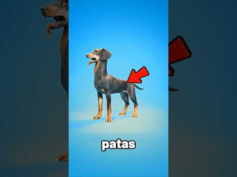 ¿Por Qué Los Perros Salchicha Fueron Criados Para Cazar Tejones? 😮