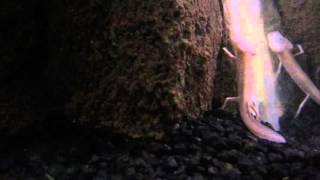 Texas Blind Salamander