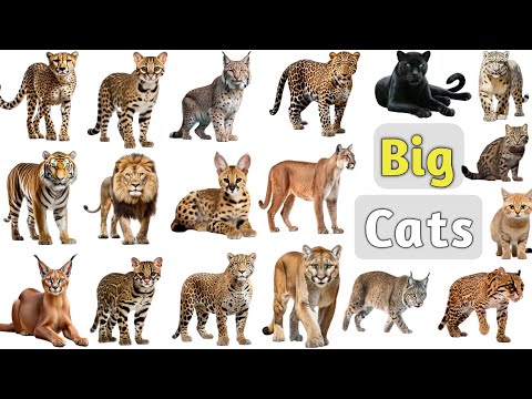 Big Cats Vocabulary ll 20 Big Cats Name In English With Pictures ll Cats Family Members Name