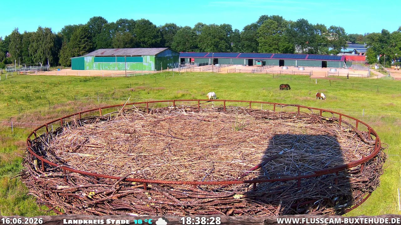 Live webcam view of Storchennest White Stork Nest Cam