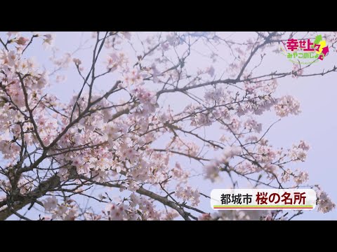 2023年4月5日(水)放送 第1回 都城市の桜の名所を紹介