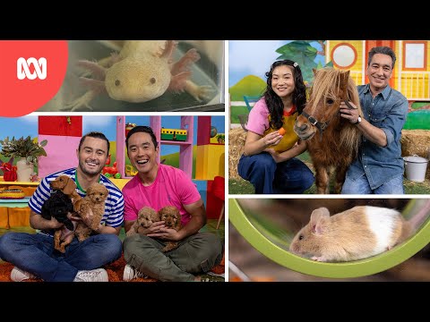 Kids Guide To Taking Care Of Pets! | Play School