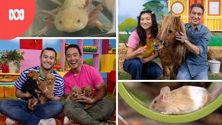 Kids Guide To Taking Care Of Pets! | Play School