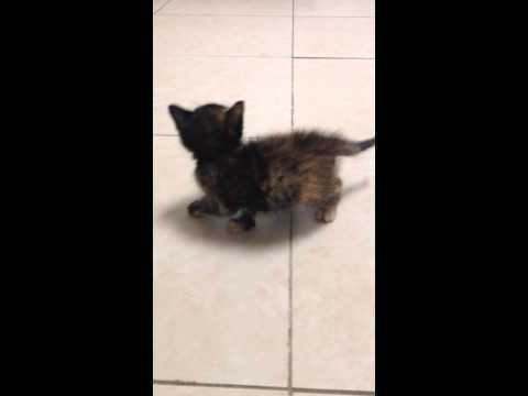 Kitten with vestibular disease and head tilt