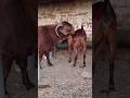 Rebanho Benevides Goats Boergoat Farmanimals Boer Boergoats