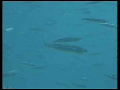 villasimius area marina protetta