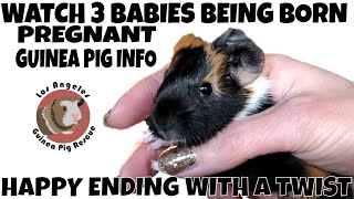Watch Three Babies Being Born and Check in when they are 3 wks  &. Guinea Pig Pregnancy Information