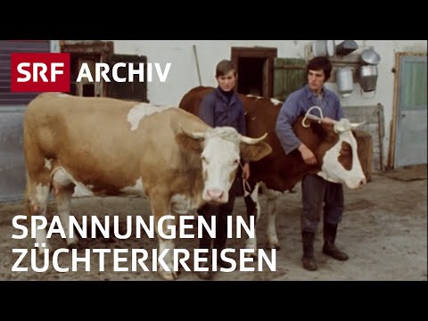 Viehschau im Simmental (1976) | Spannungen bei Züchtern | Landwirtschaft in der Schweiz | SRF Archiv