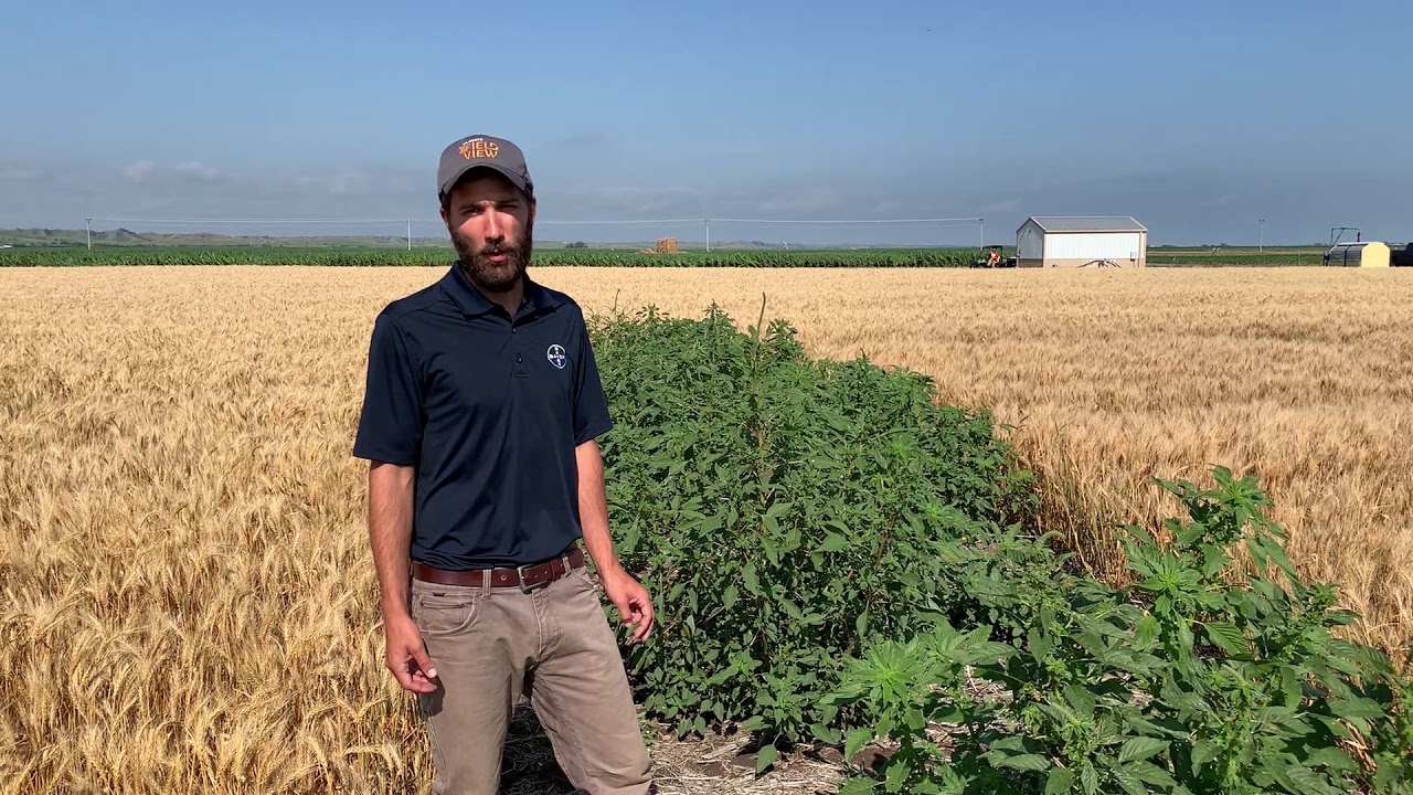 Weed control after wheat harvest